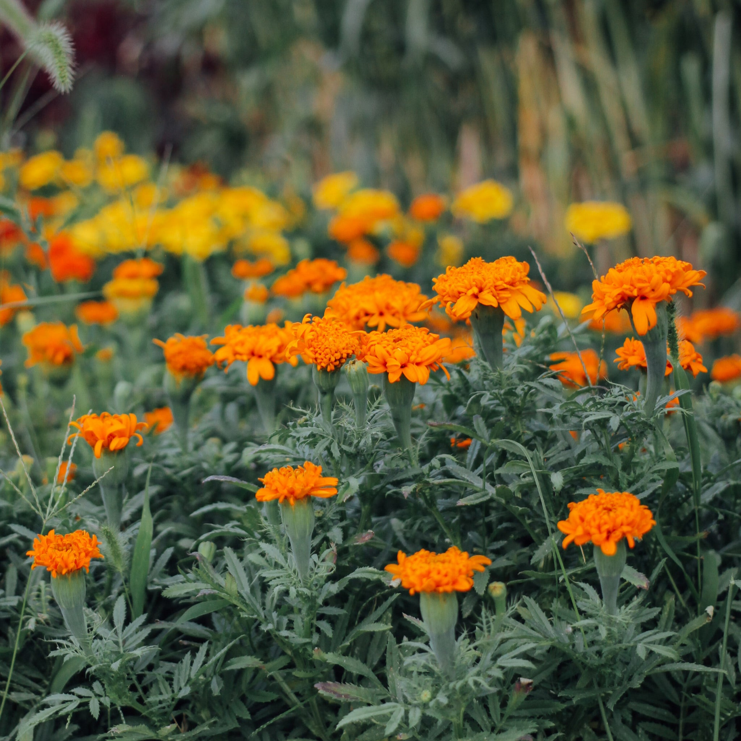 Dyers Seed Bundle
