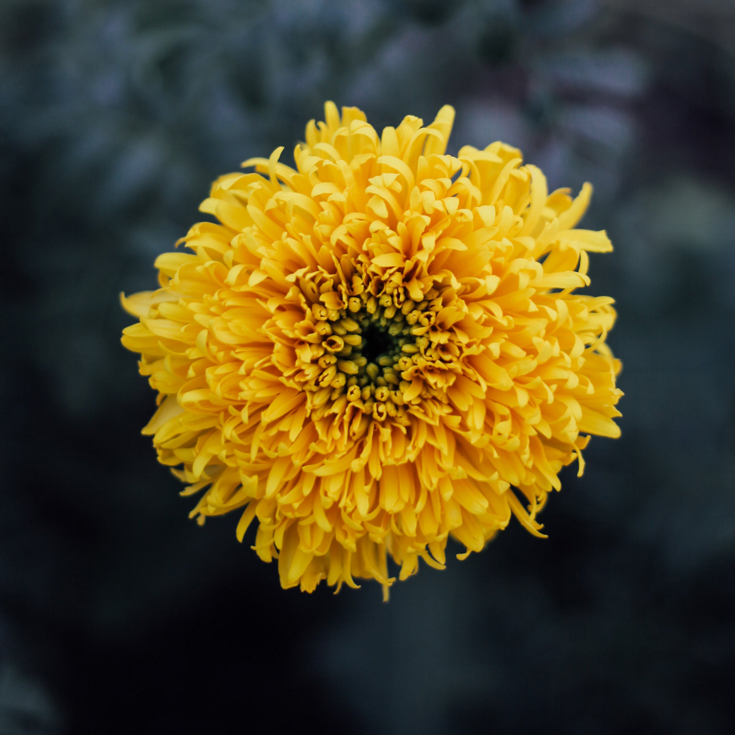 Collection Marigold Mix