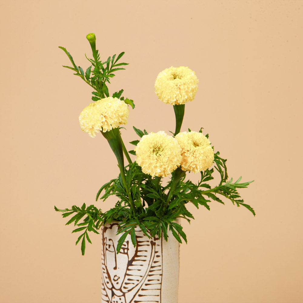 Collection Marigold Mix