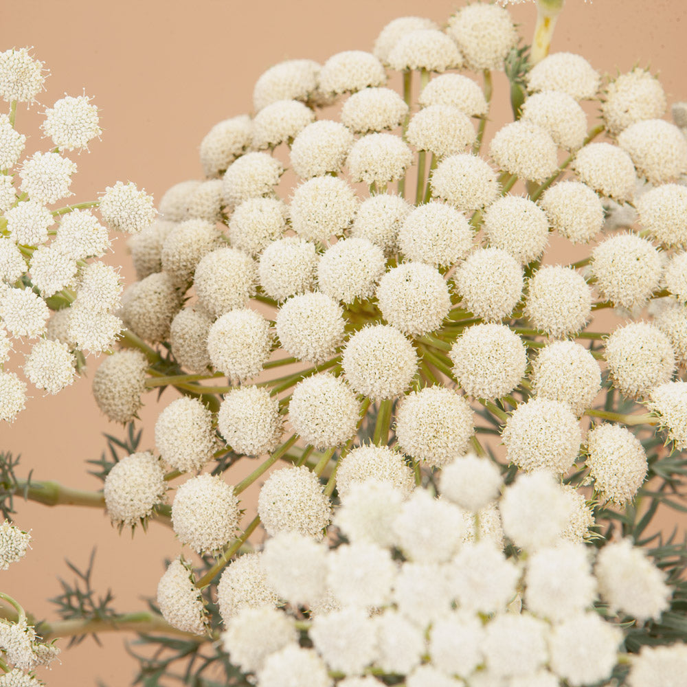 Moon Carrot Plants