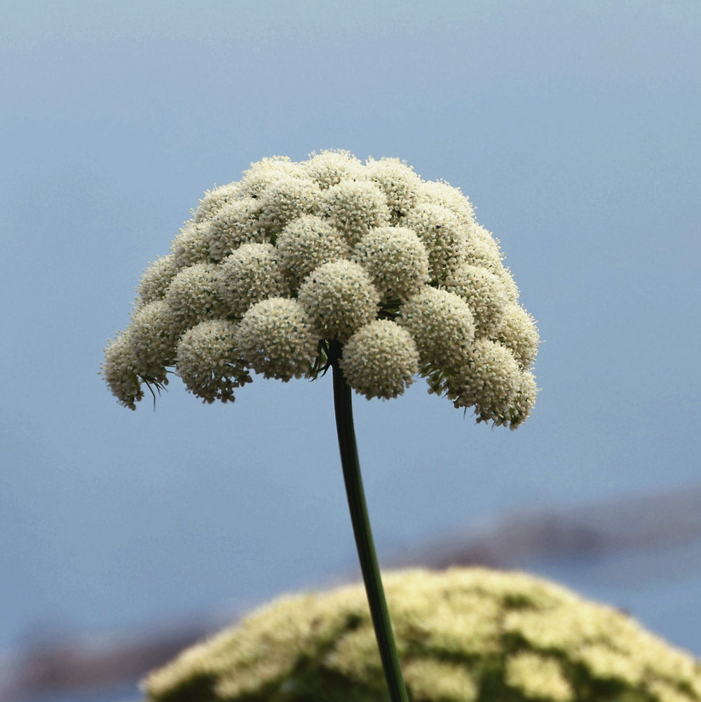 Moon Carrot Plants