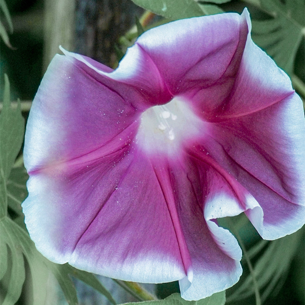 Chocolate Morning Glory Seeds