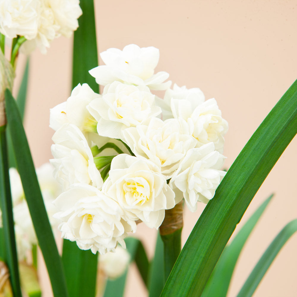 The Daffodil Convention