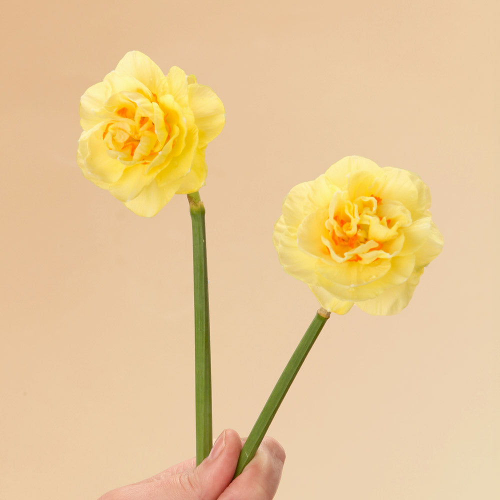 Tahiti Daffodil Bulbs