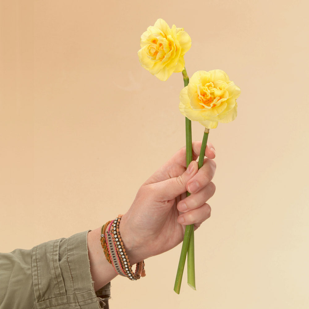 Tahiti Daffodil Bulbs