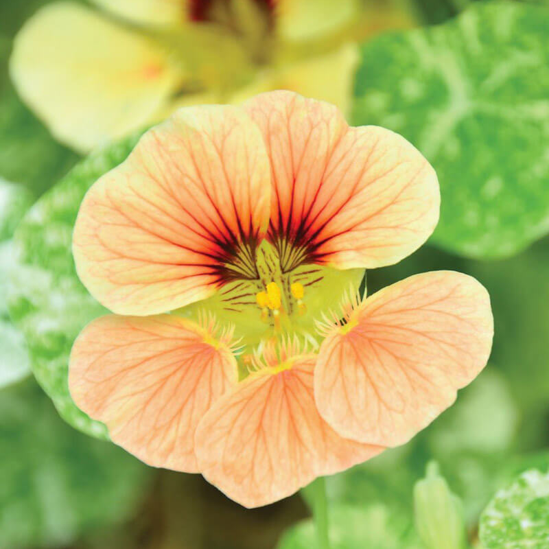Tip Top Alaska Nasturtium Salmon Seeds