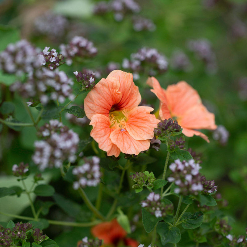 Tip Top Alaska Nasturtium Salmon Seeds