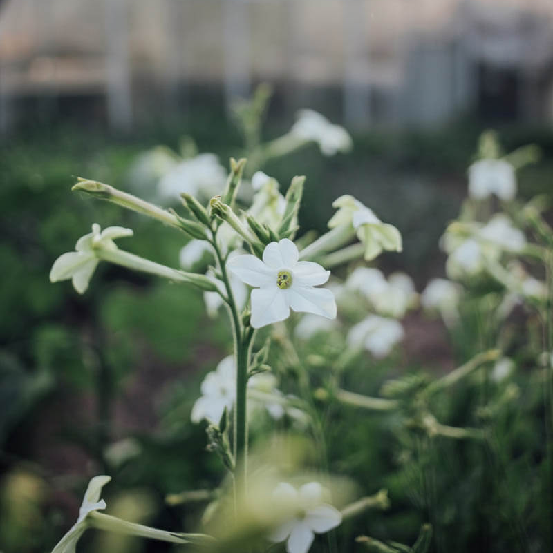 White Perfume Nicotiana Seeds