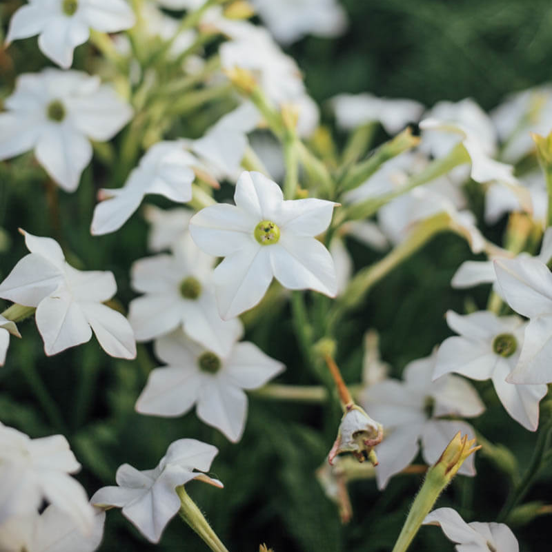 White Perfume Nicotiana Seeds
