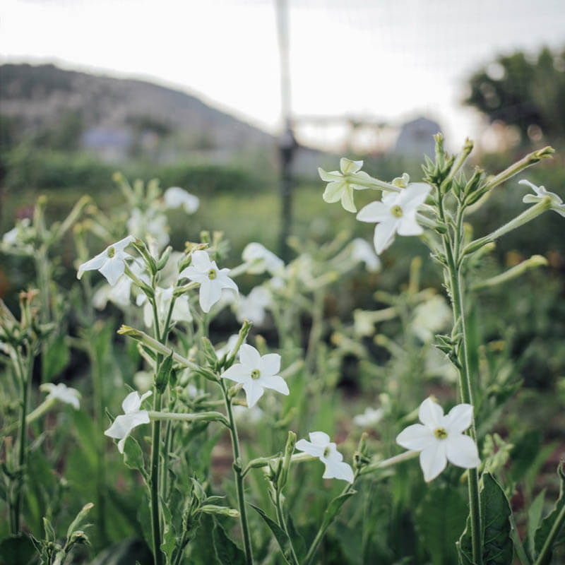 White Perfume Nicotiana Seeds
