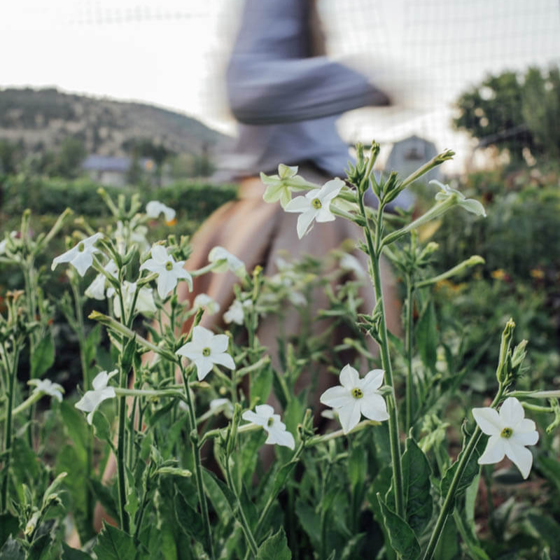 White Perfume Nicotiana Seeds