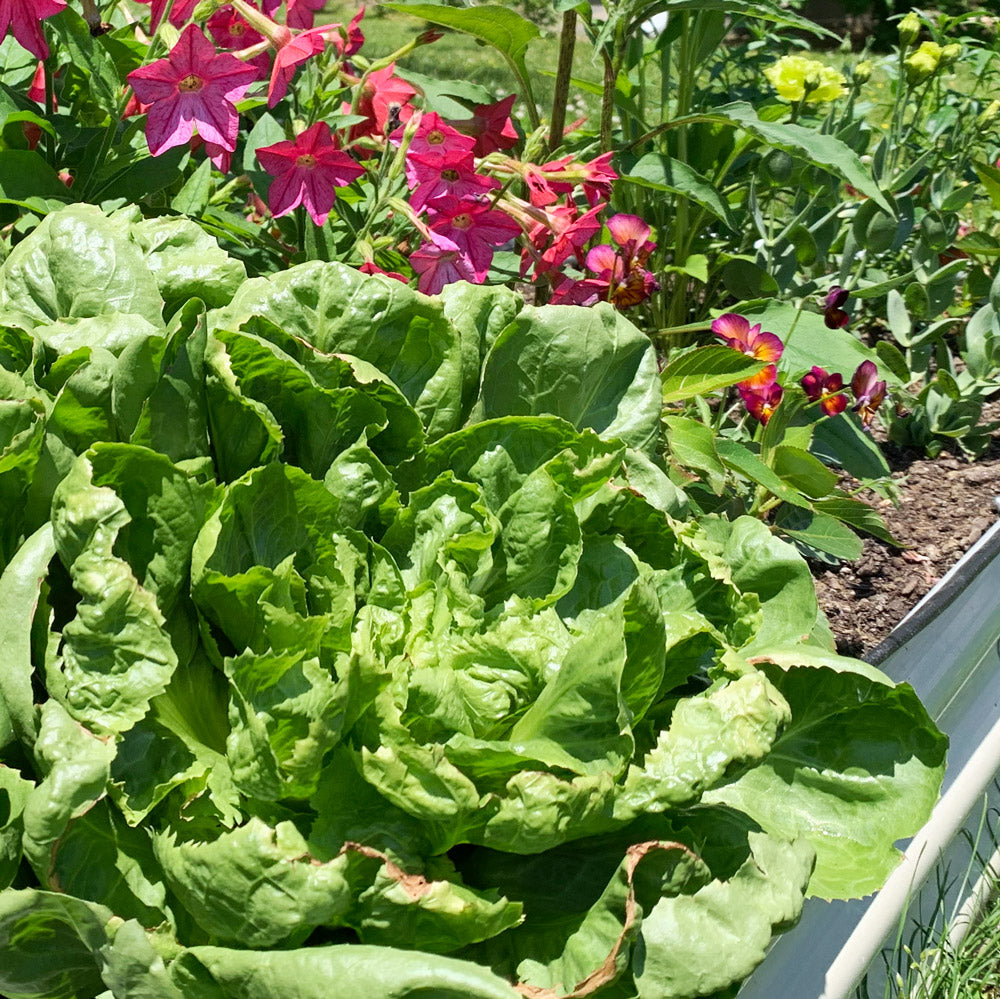 Escarole Eliance Chicory Plants