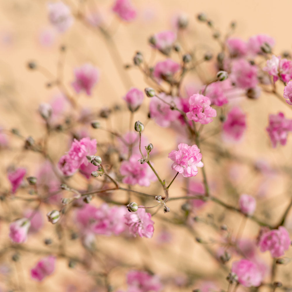 Shop Baby's Breath Pink