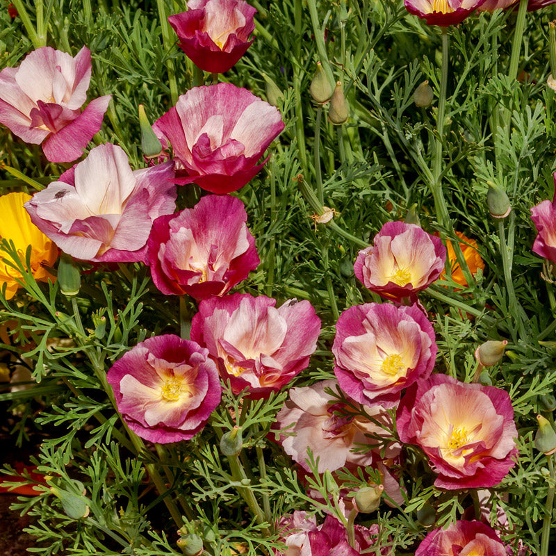 Thai Silk Appleblossom Chiffon California Poppy Seeds