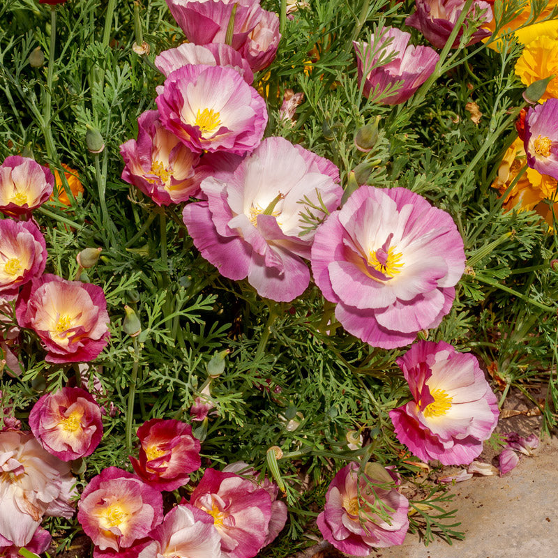 Thai Silk Appleblossom Chiffon California Poppy Seeds