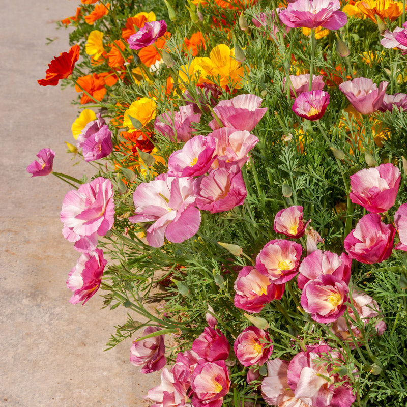 Thai Silk Appleblossom Chiffon California Poppy Seeds