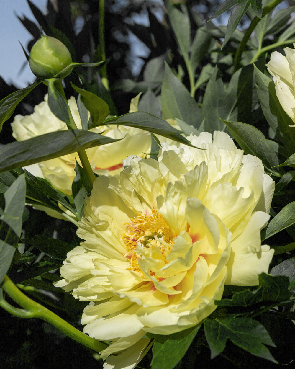 Peony Bartzella