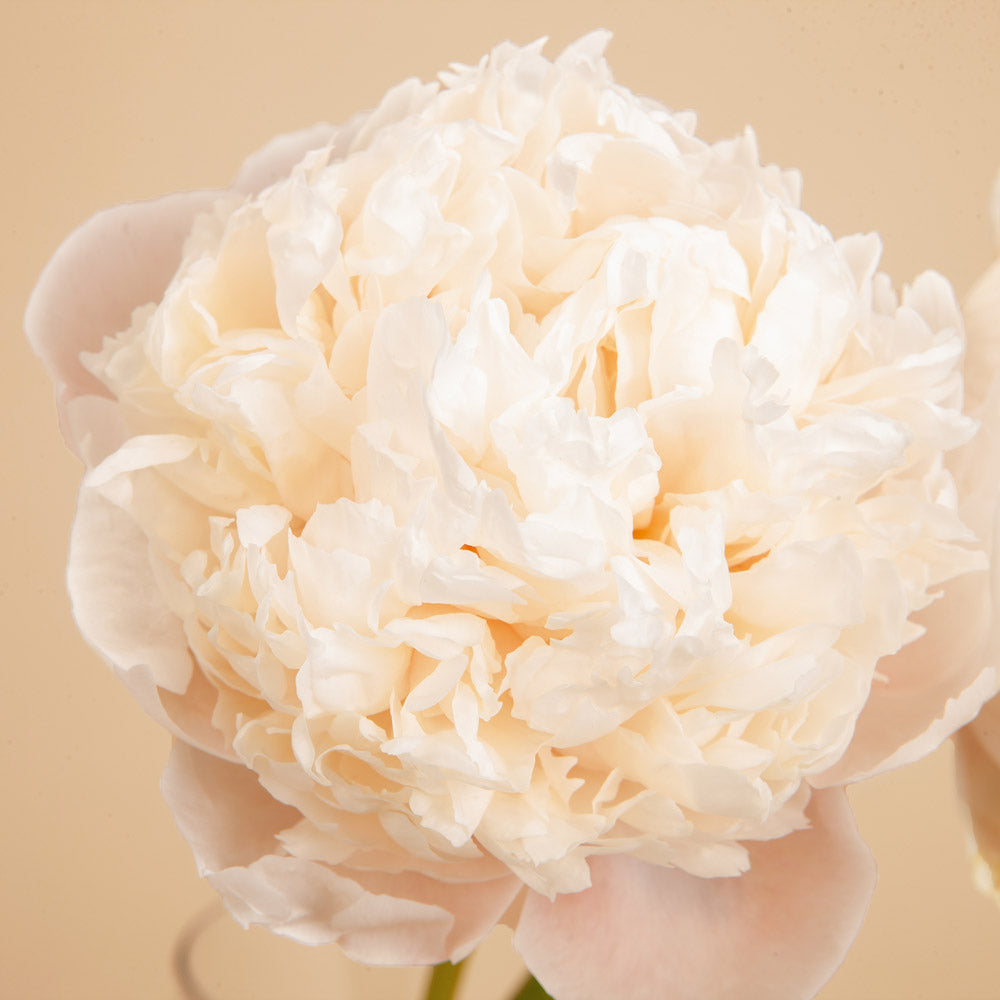 Peony Colonel Owen Cousins