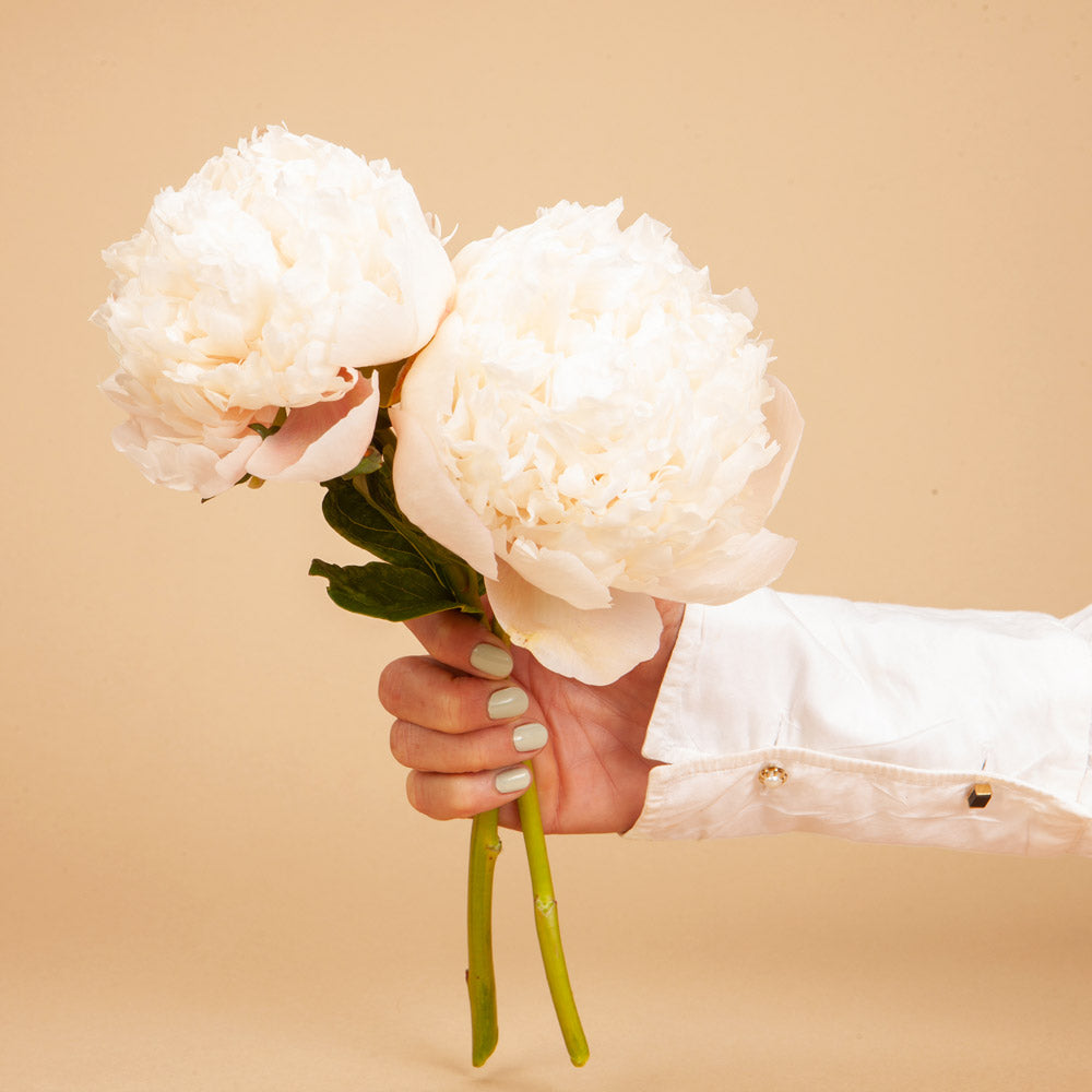 Peony Colonel Owen Cousins