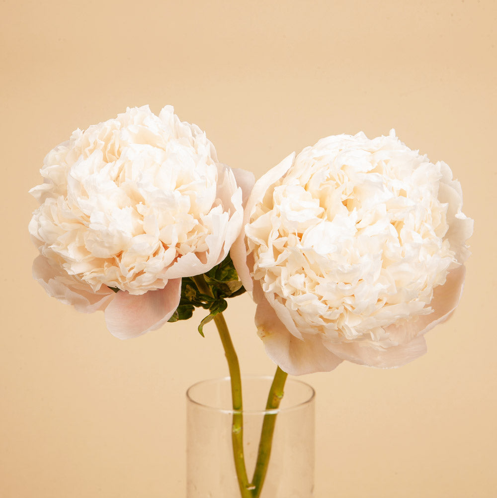 Peony Colonel Owen Cousins