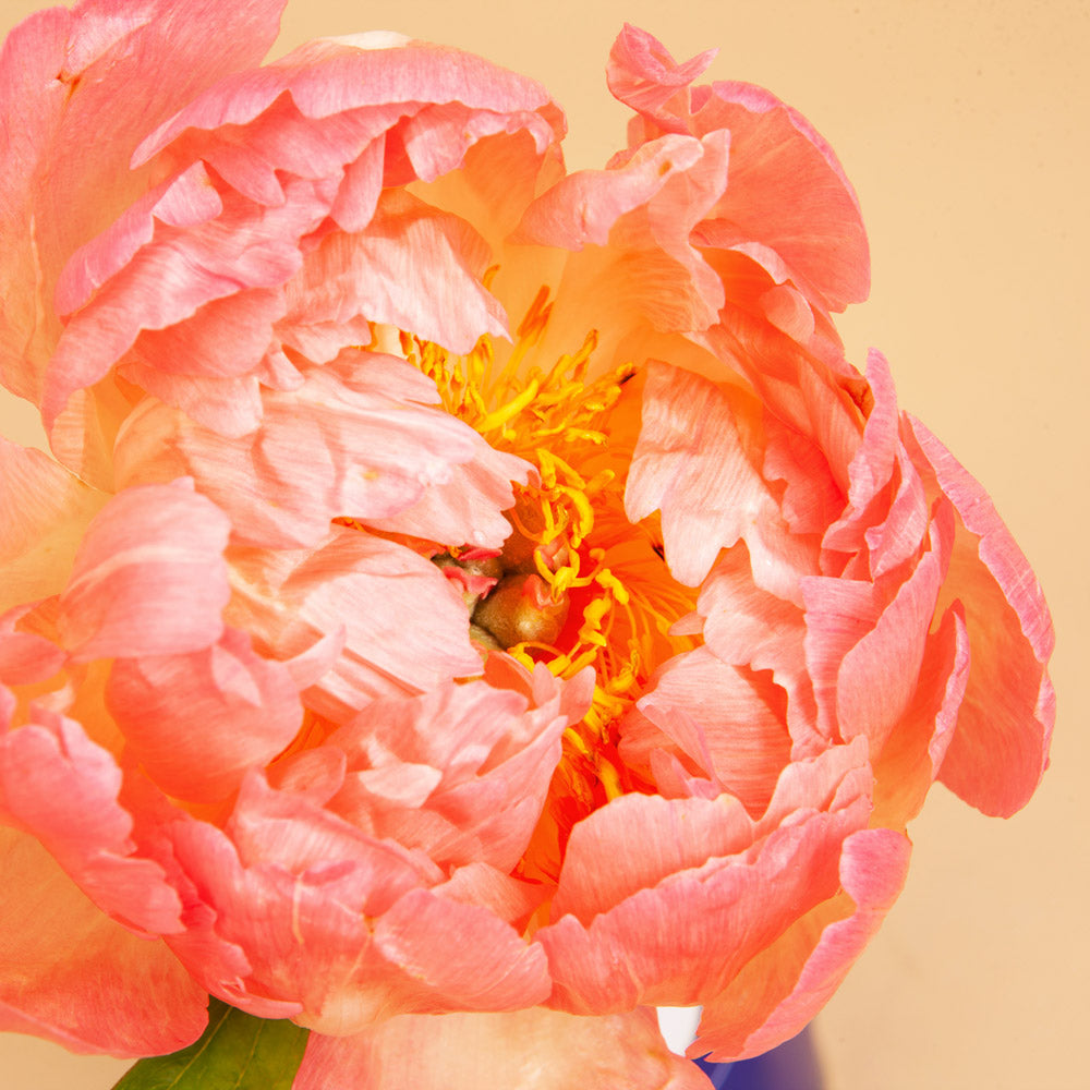 Peony Coral Sunset