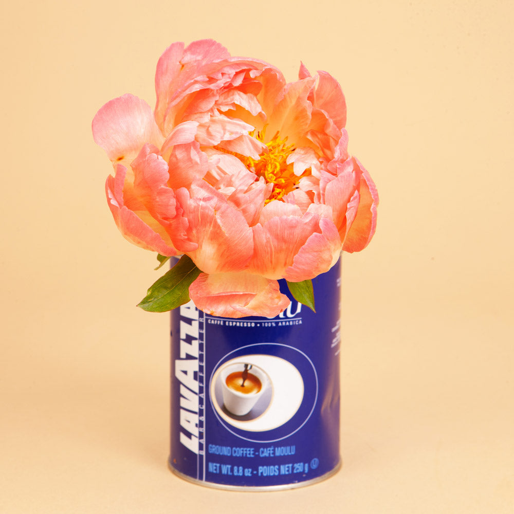 Peony Coral Sunset