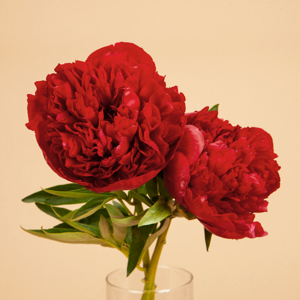 Peony Diana Parks