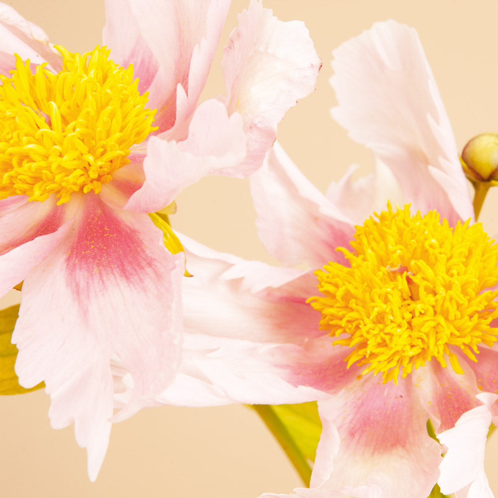 Peony Golden Frolic