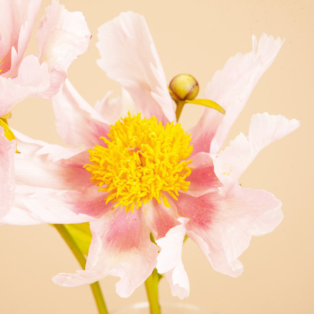 Peony Golden Frolic