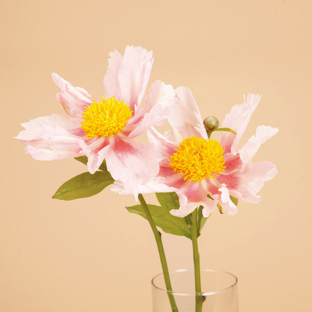 Peony Golden Frolic