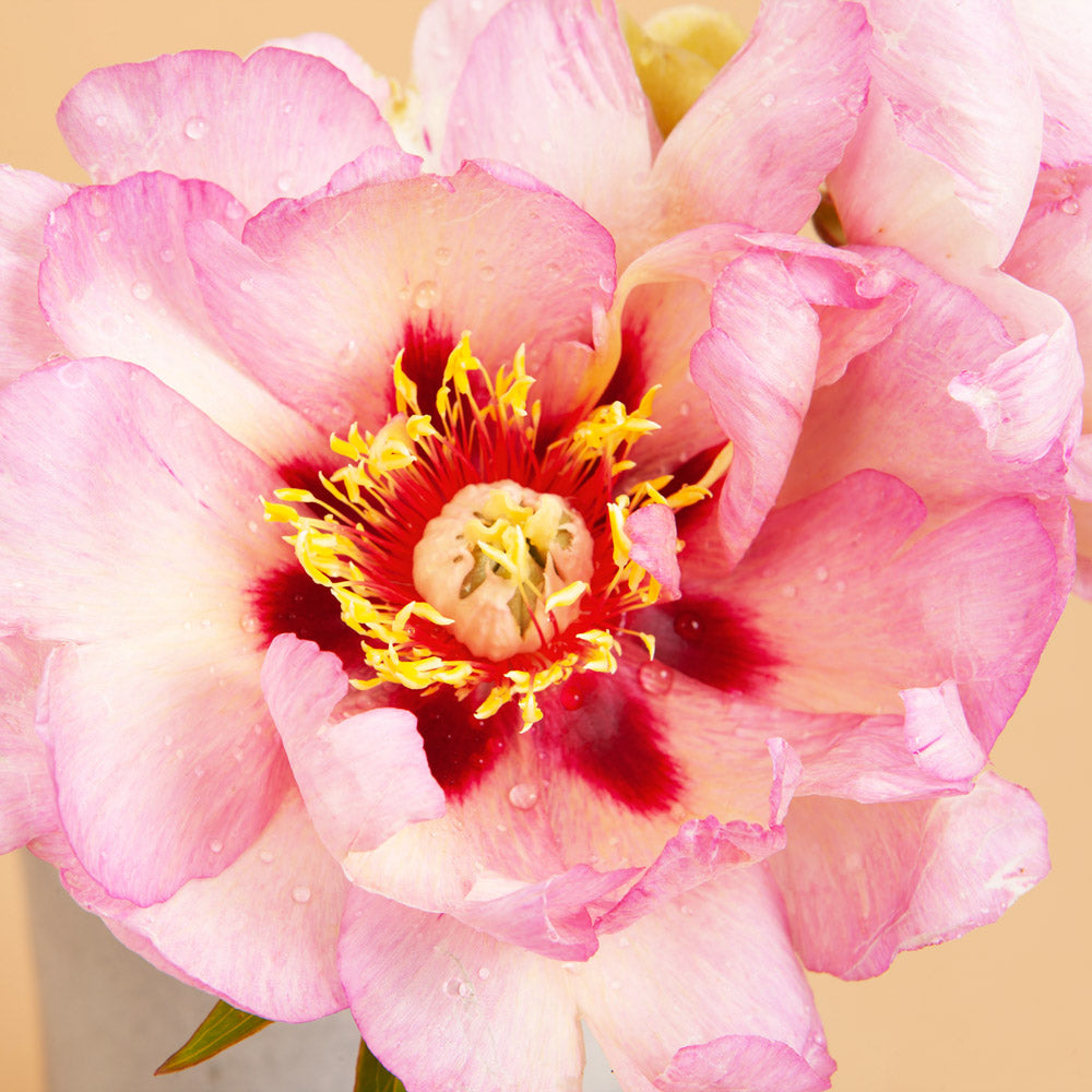 Peony Itoh Pastel Splendour