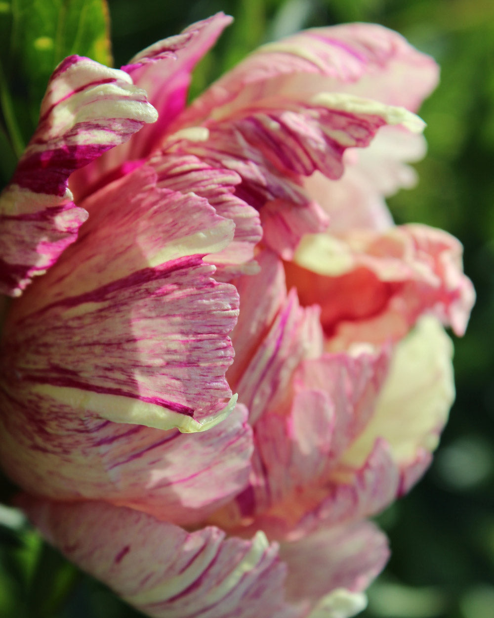 Peony Lollipop