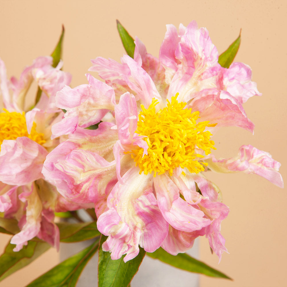 Peony Pink Spritzer