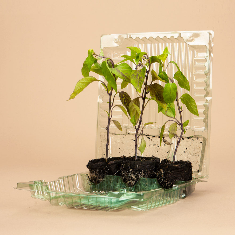 Buena Mulata Pepper Plants