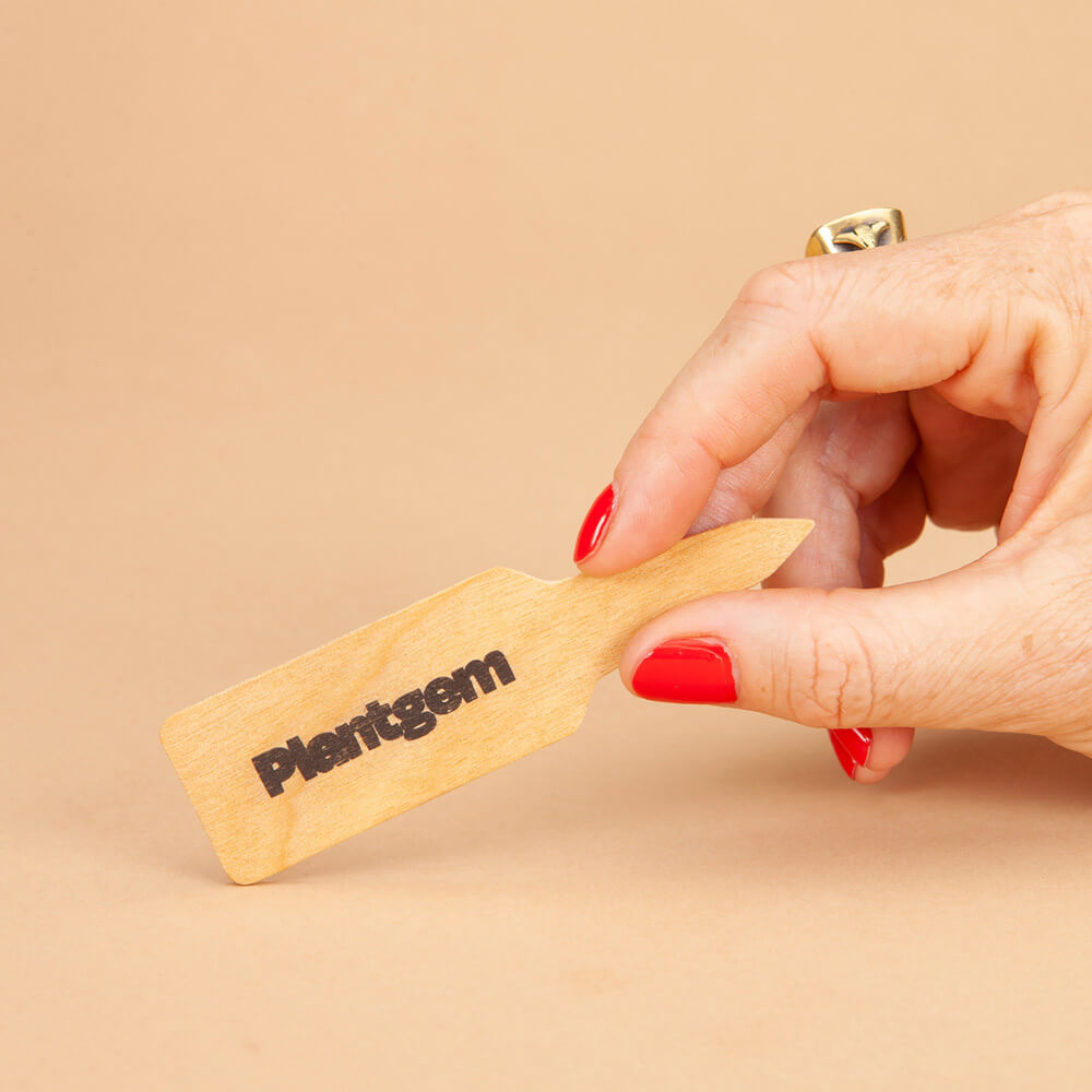 Charisma Amaryllis Bulb