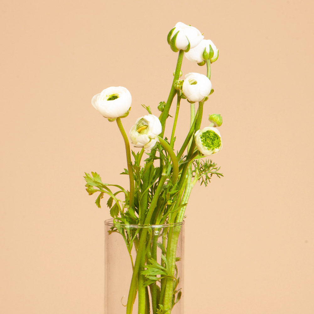 Elegance Festival Bianco Ranunculus Corms