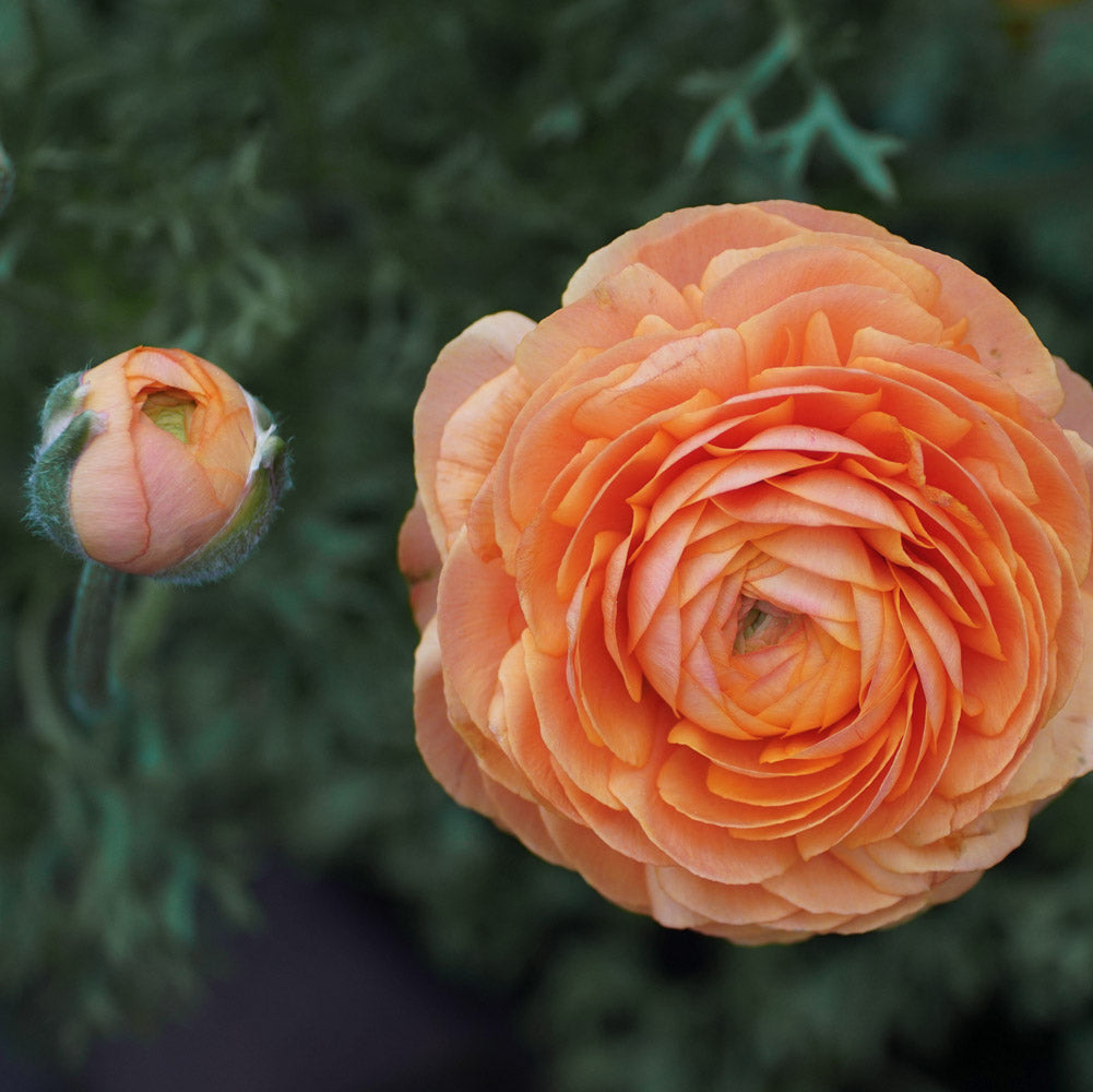 Salmon Amandine Ranunculus Corms