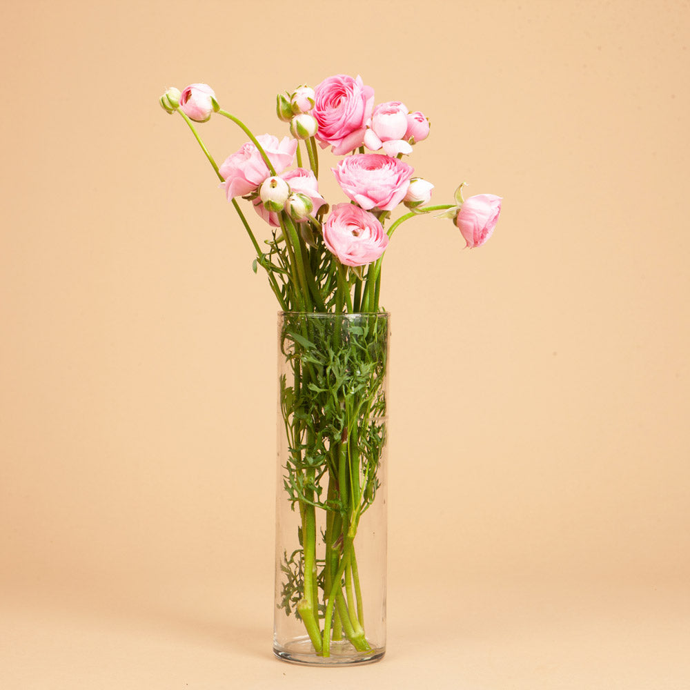 Rose Chiaro 53P