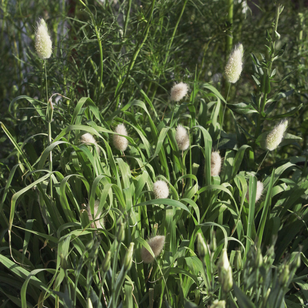 Bunny Tail Grass Plants