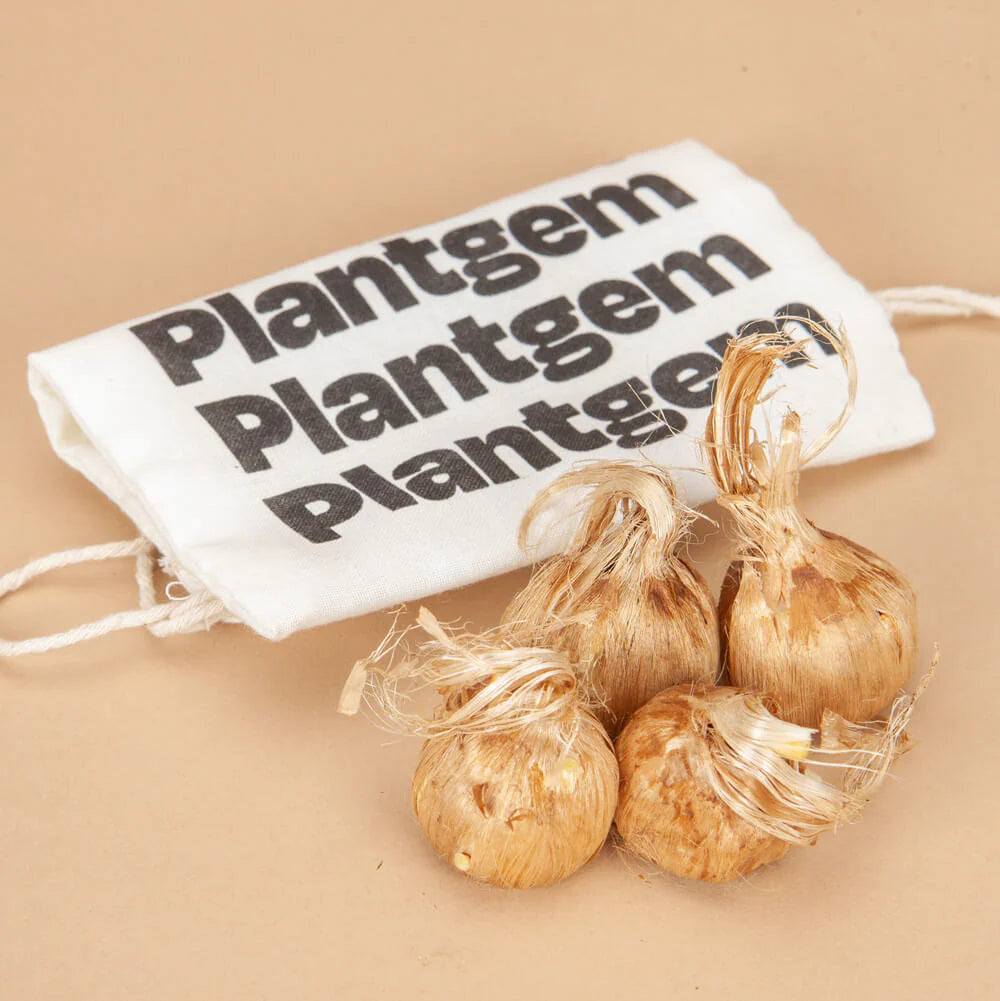 Saffron Crocus Bulbs