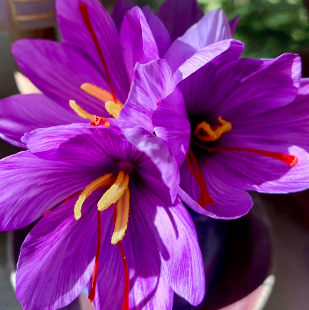 Saffron Crocus Bulbs