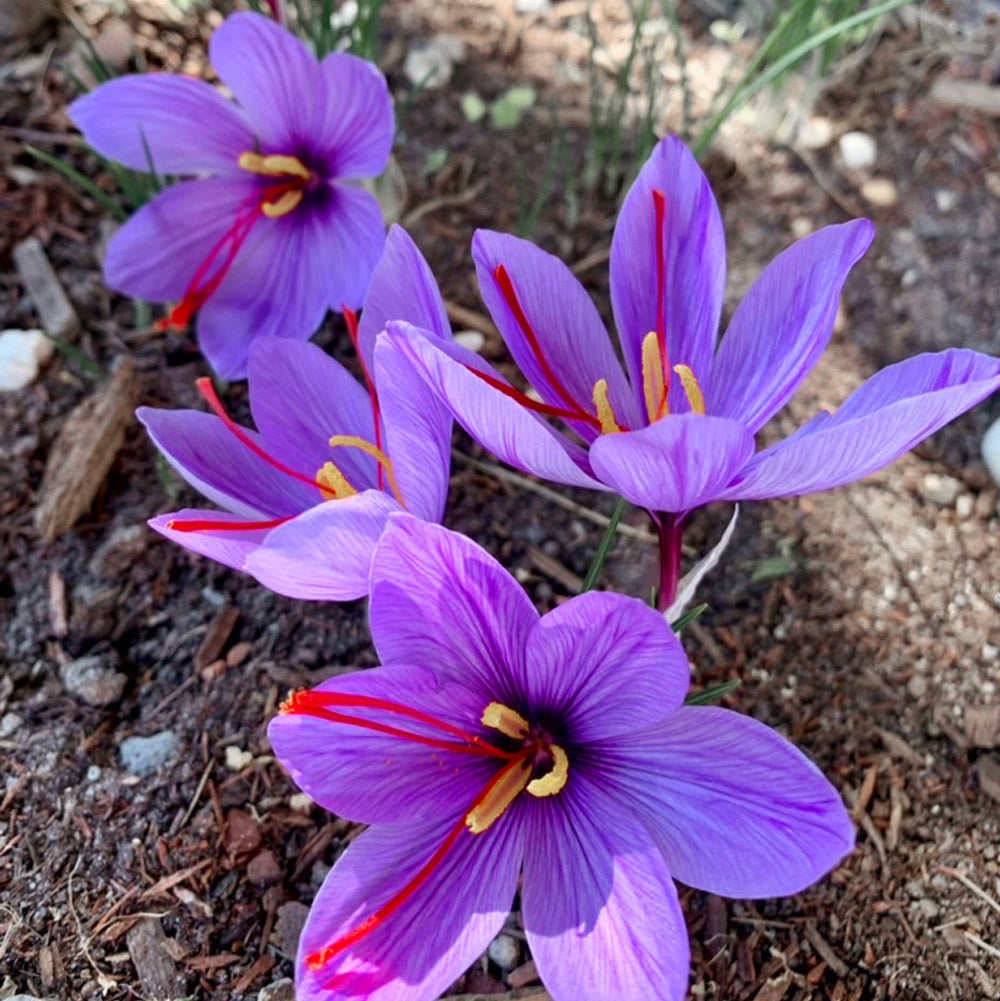 Saffron Crocus Bulbs