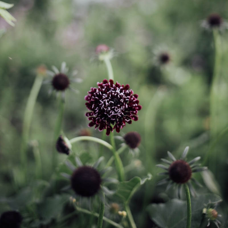 Dyers Seed Bundle