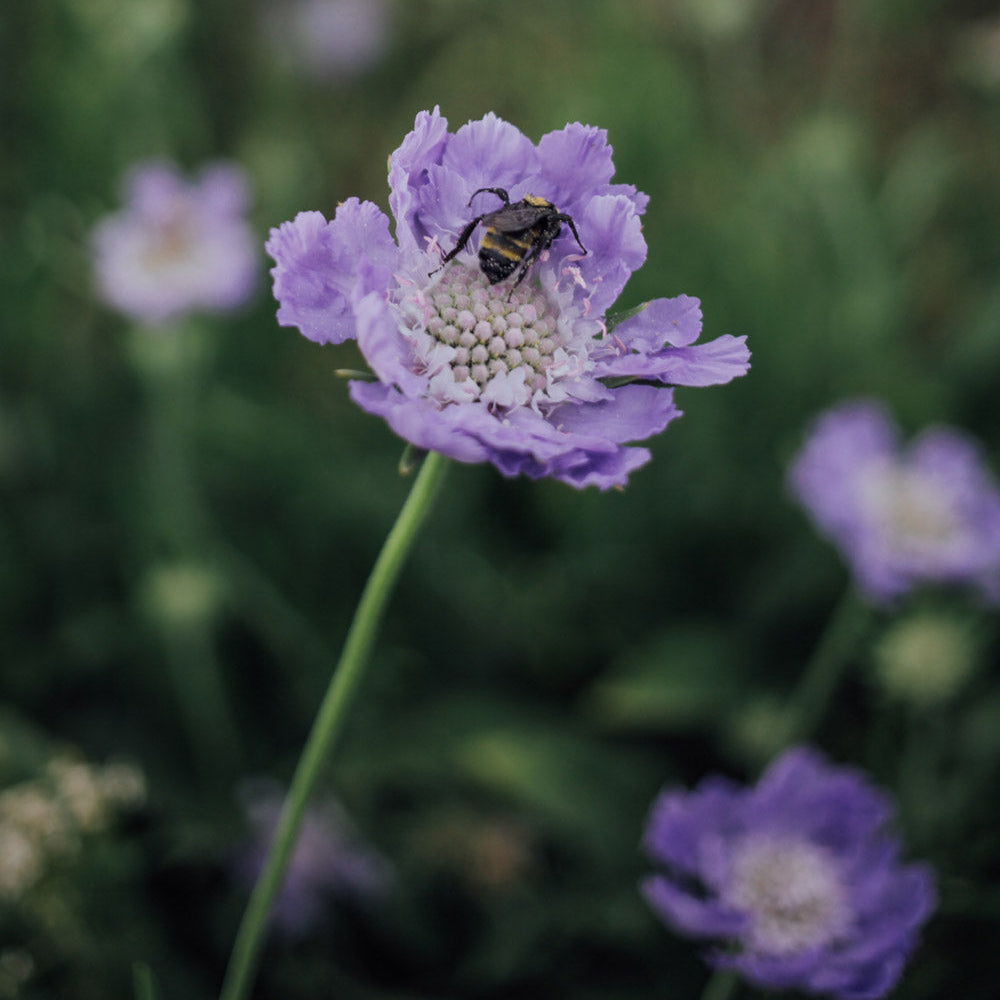 Fama Duet: 6 Scabiosa Plants