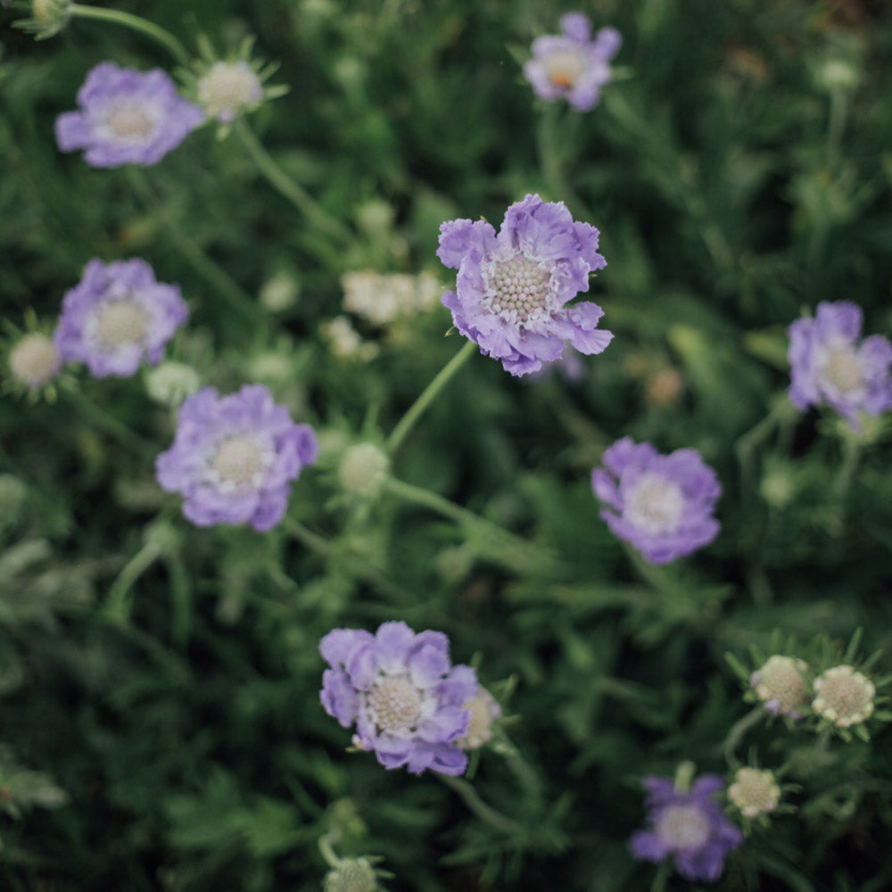 Fama Duet: 6 Scabiosa Plants