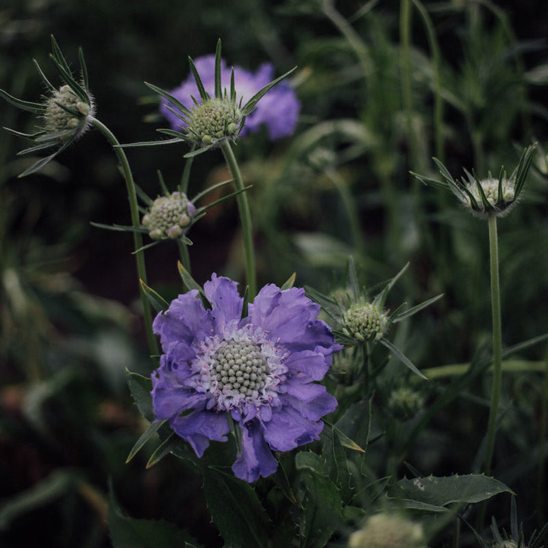 Fama Duet: 6 Scabiosa Plants