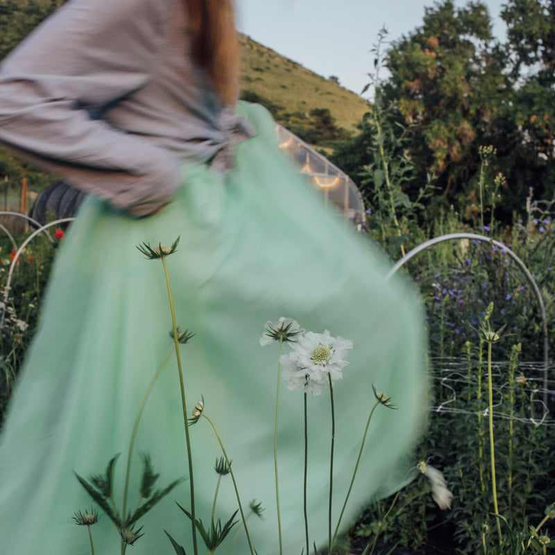 Fama Duet: 6 Scabiosa Plants