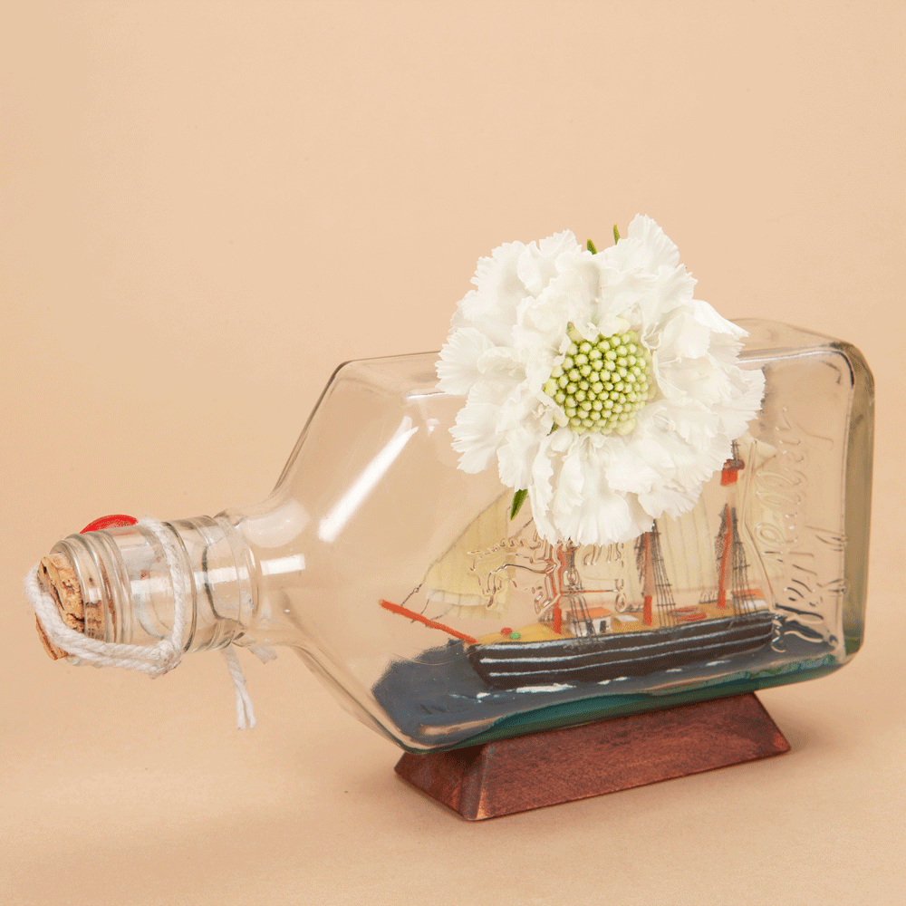 Fama Duet: 6 Scabiosa Plants