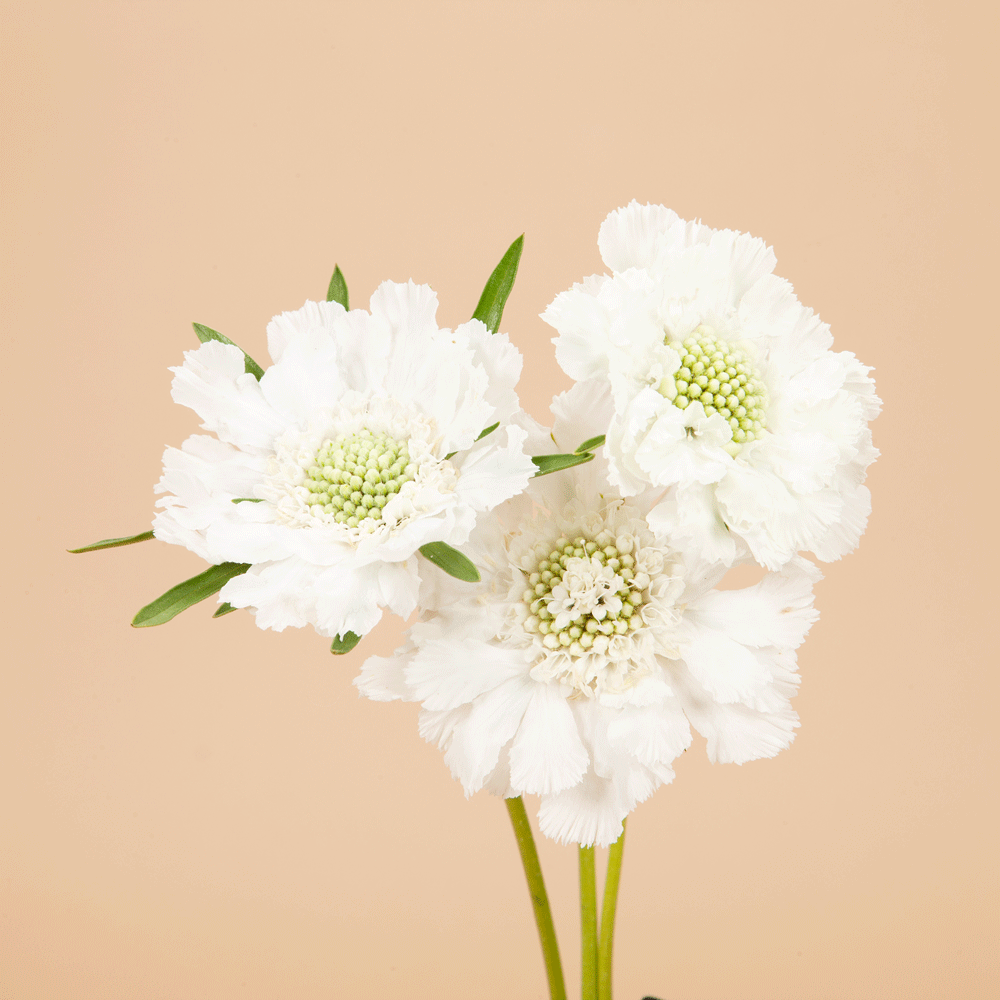 Fama Duet: 6 Scabiosa Plants