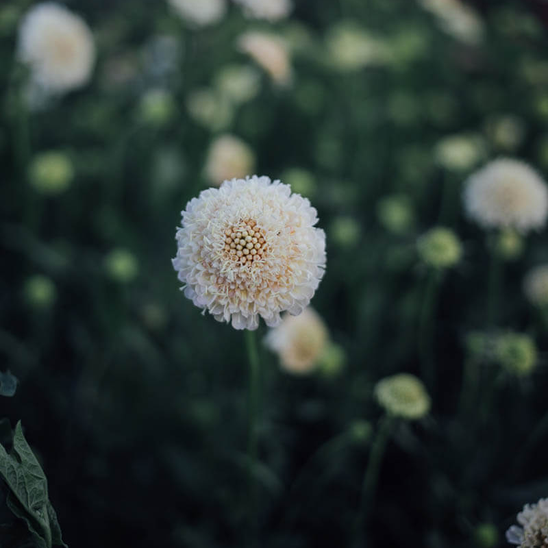 Fata Morgana Scabiosa Seeds